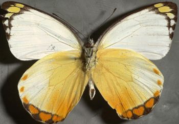 Media type: image;   Entomology 16617 Aspect: habitus ventral view